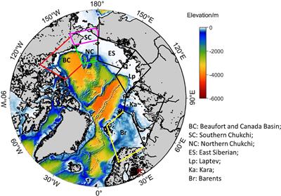 Response of nutrients and primary production to high wind and upwelling-favorable wind in the Arctic Ocean: A modeling perspective